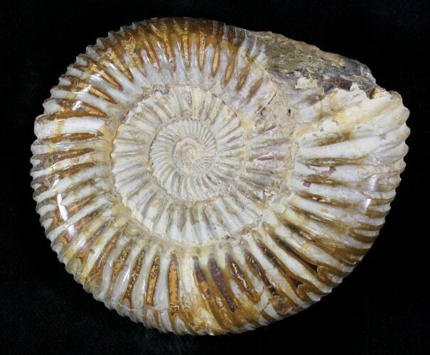 Perisphinctes Ammonite - Jurassic #22821